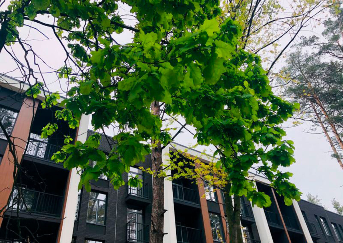 Forest Park ����