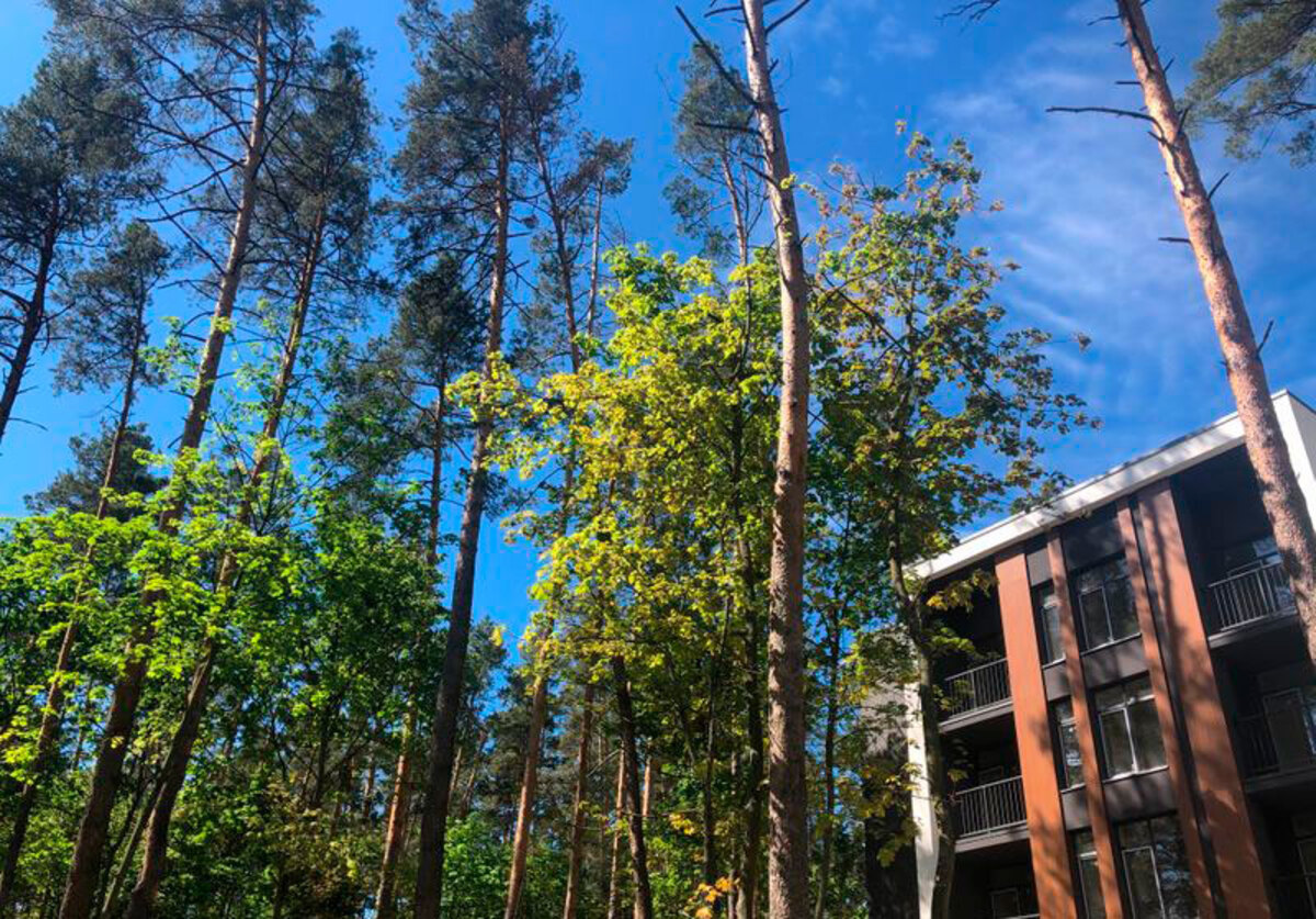 Forest Park ����